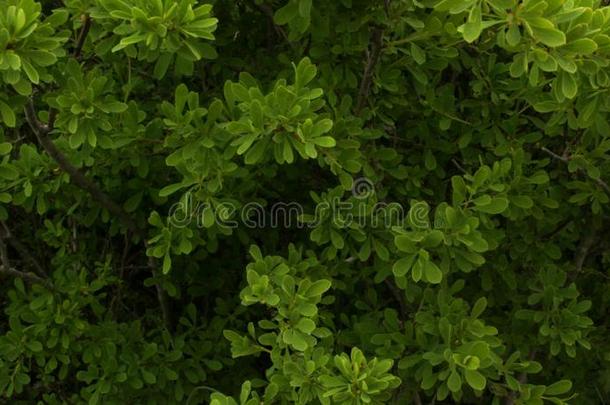 绿色的灌木,树枝特写镜头