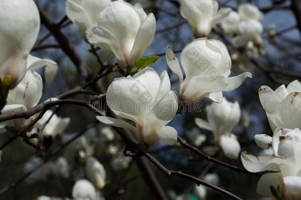 白色的木兰花开花.春季时间采用指已提到的人公园