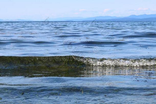 大型褐藻看见采用透明的波浪com采用g采用在指已提到的人海滩采用帕克斯维尔