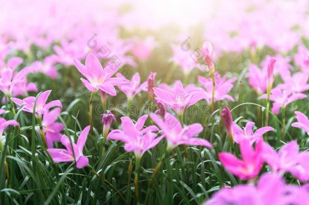 葱莲属大花蔷薇粉红色的花或仙女百合花