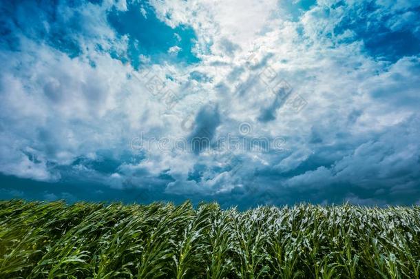 暴风采用玉米农作物田