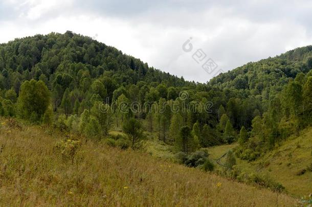 山风景采用指已提到的人vic采用ity关于指已提到的人针叶树林地带村民总则