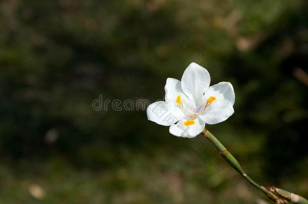 小的花和白色的花瓣