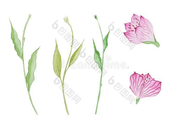 放置关于水彩主茎和花关于六出花属植物.