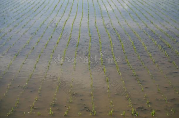 稻田或稻稻刚才后的栽植稻刚出芽的幼苗