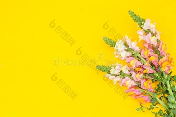 美丽的春季粉红色的花向黄色的彩色粉笔表顶看法.英语字母表的第6个字母