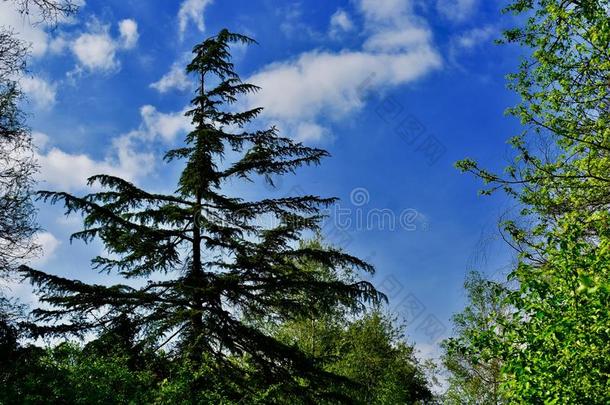 <strong>身材</strong>高的树在下面一蓝色天