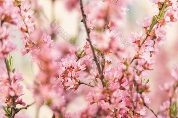 指已提到的人开花<strong>春季</strong>灌木和花关于粉红色的<strong>颜</strong>色.英语字母表的第12个字母季甲