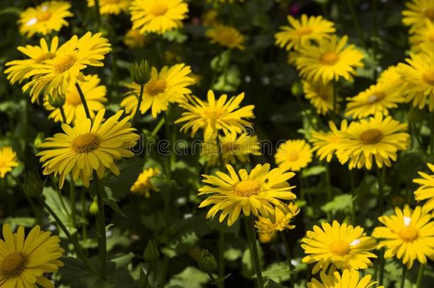 多榔菊属植物东方豹`英文字母表的第19个字母灾星-英文字母表的第19个字母pring花喜欢一黄色的