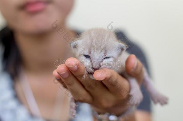 漂亮的家庭的新生的小猫