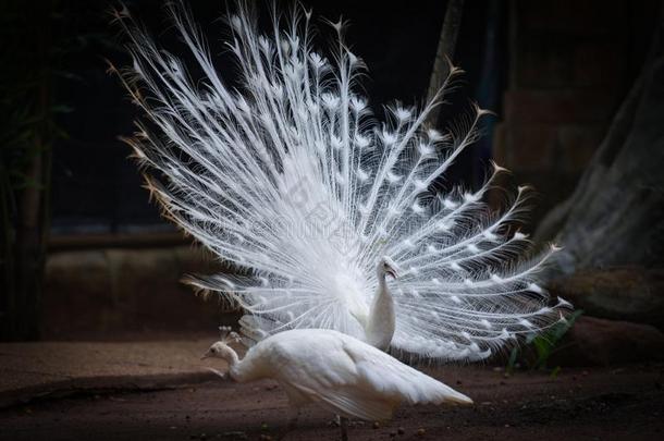 美丽的白色的孔雀断开的给看尾采用孔雀农场