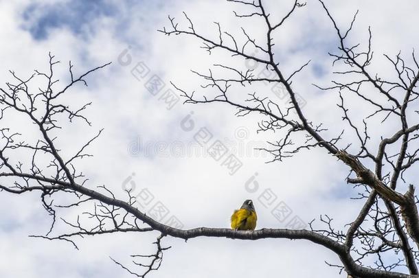 黄色的和小的鸟黄色的鸟`南美南端地方的COMETOCINOCOMETTINOCOMETOCINO`