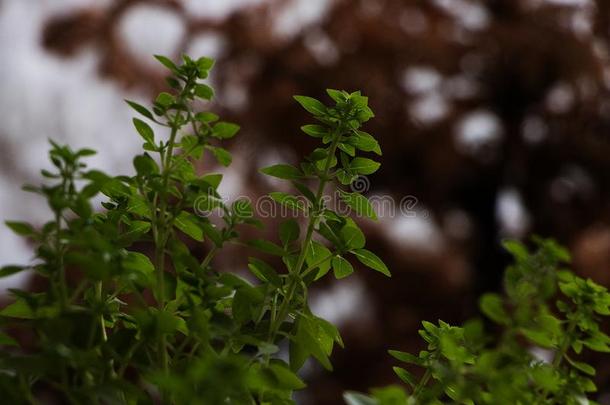 绿色的罗勒属植物植物和出局关于集中棕色的背景小的格朗迪