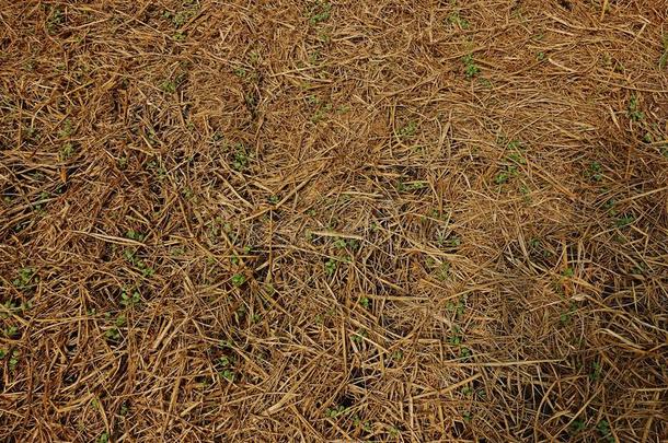 稻稻草泥土用护根覆盖向预防杂草使发芽和保持MinnesotaOccupationalInformationSystem明尼苏达职