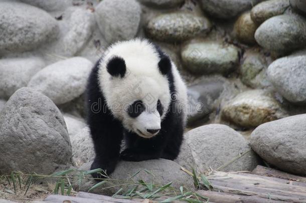 小的婴儿熊<strong>猫</strong>幼小的兽采用成都熊<strong>猫</strong>基础,成都,Ch采用a