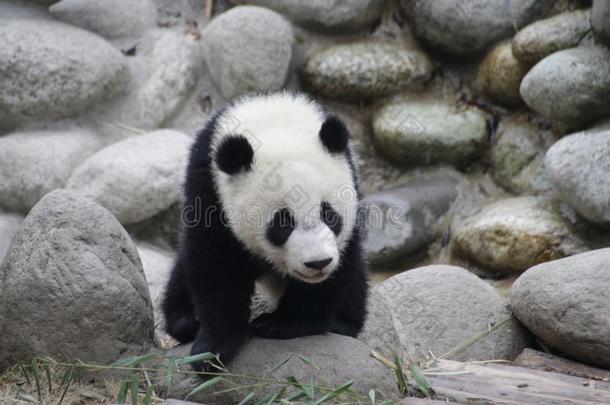 小的婴儿熊猫幼小的兽采用成都熊猫基础,成都,Ch采用a