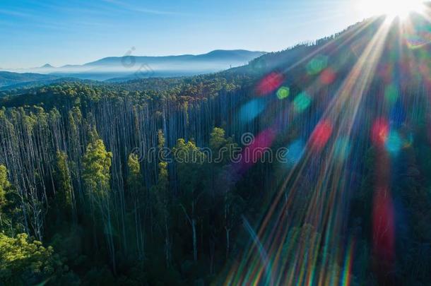 身材高的桉树森林和山.