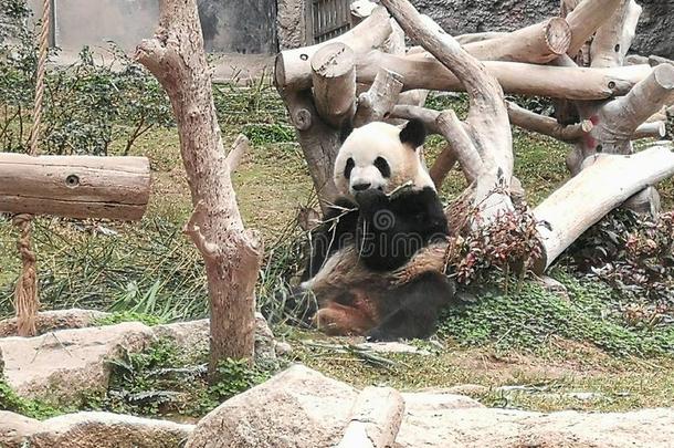 澳门巨人熊猫亭柱熊猫吃竹子