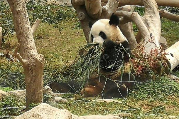 澳门巨人熊猫亭柱熊猫吃竹子
