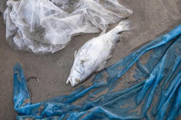 死亡鱼和塑料制品污染环境