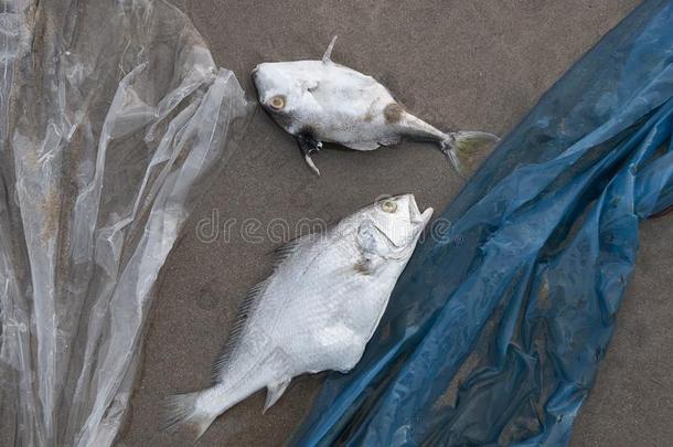死亡鱼和塑料制品污染环境