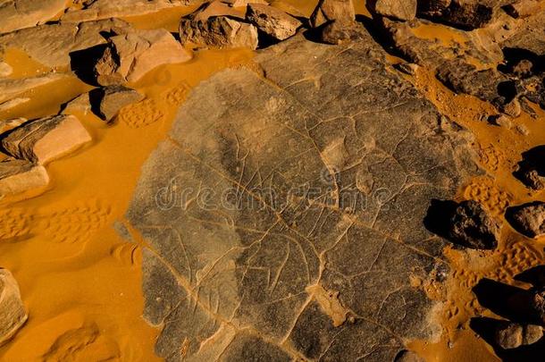 奶牛-洞穴上油漆和岩石在TamezguidaAlgeria