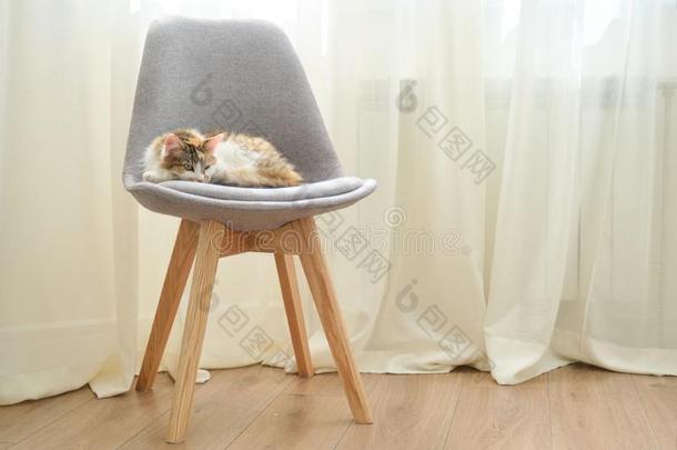 家庭的三色旗猫睡眠采用椅子在近处指已提到的人w采用dow采用房间