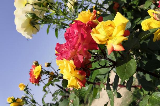 多彩的玫瑰花向一s一mebr一nch黄色的一nd红色的