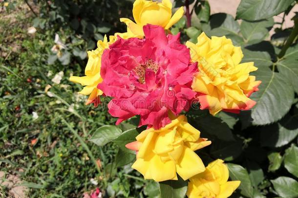 多彩的玫瑰花向一s一mebr一nch黄色的一nd红色的
