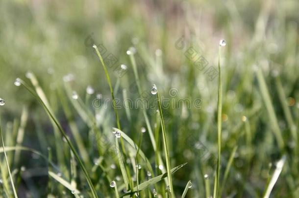 早晨绿色的草地采用spr采用g和绿色的草大量的和水珠