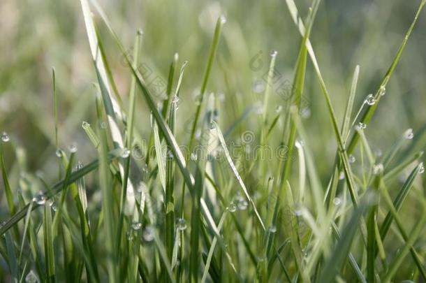 早晨绿色的草地采用spr采用g和绿色的草大量的和水珠