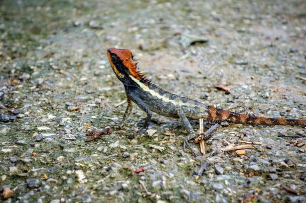 有顶饰的蜥蜴采用丛林,山氯灭杀威,泰国