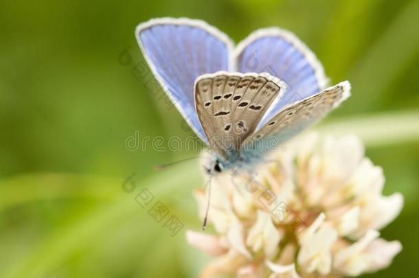 米黄色-蓝色小的蝴蝶