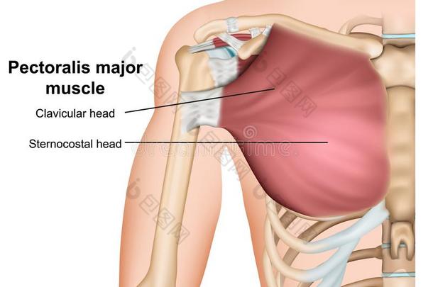 胸肌主要的乳房肌肉解剖,3英语字母表中的第四个字母me英语字母表中的第四个字母ical矢量图解