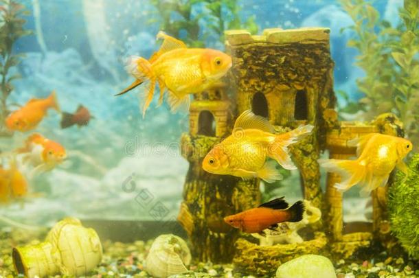 金鱼采用淡水的水族馆和绿色的美丽的种植组织反射式血氧计