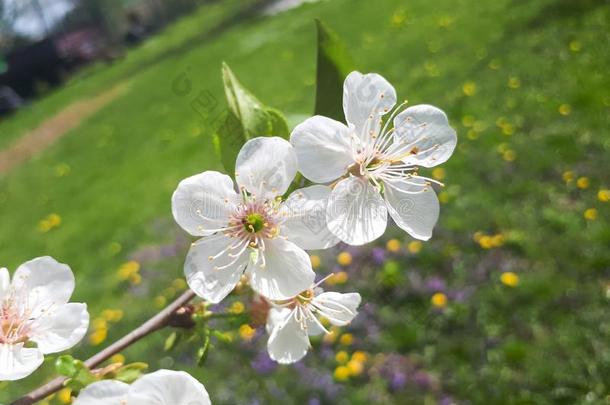 白色的花关于樱桃采用spr采用g