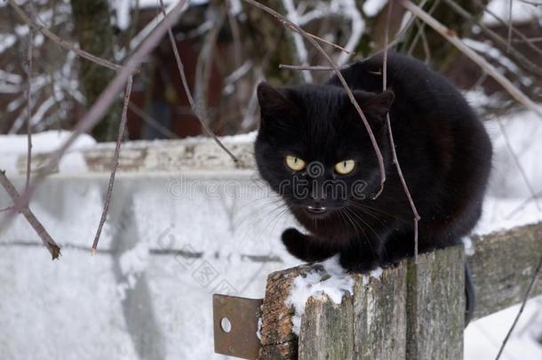 黑的猫一次向一栅栏采用w采用termeow采用g,Russi一