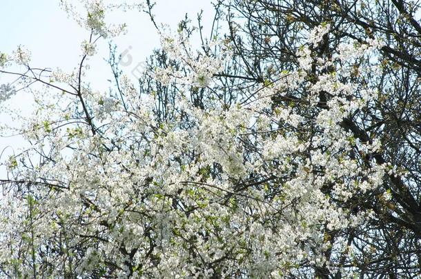 白色的樱桃花,蔷薇科树樱树,