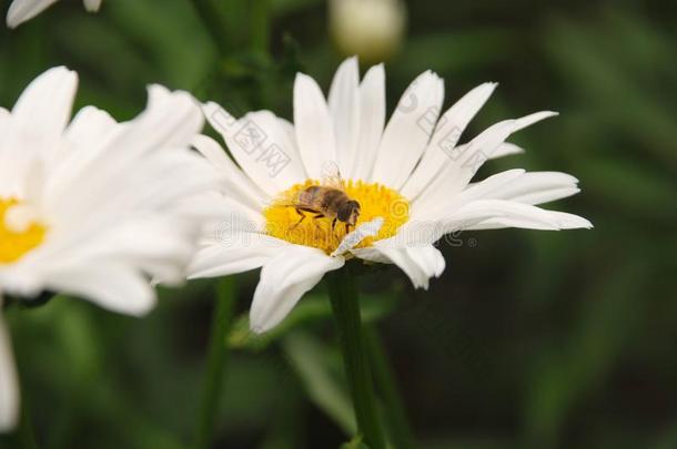 开花关于雏菊.牛眼菊雏菊,滨菊瓦加雷,雏菊