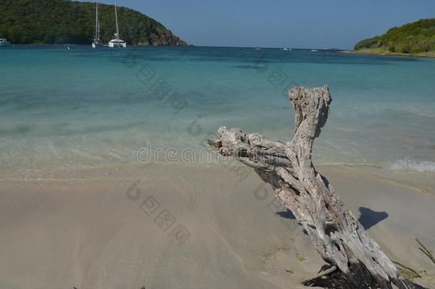 流木老的树加勒比人SaoTomePrincipe圣多美和普林西比.文森特格林纳丁斯群岛
