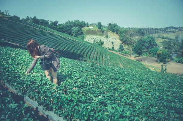 新鲜的草莓特写镜头.佃户租种的土地草莓采用手