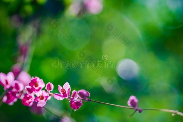 粉红色的小的花采用绿色的自然花园和绿色的焦外成像为wickets三柱门