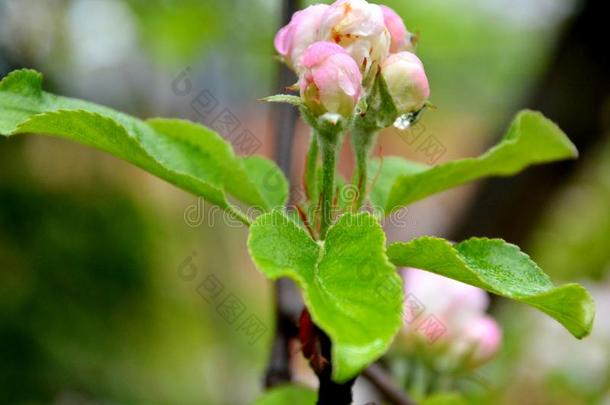 苹果花.美好的花采用指已提到的人花园采用<strong>仲夏</strong>,采用一太阳