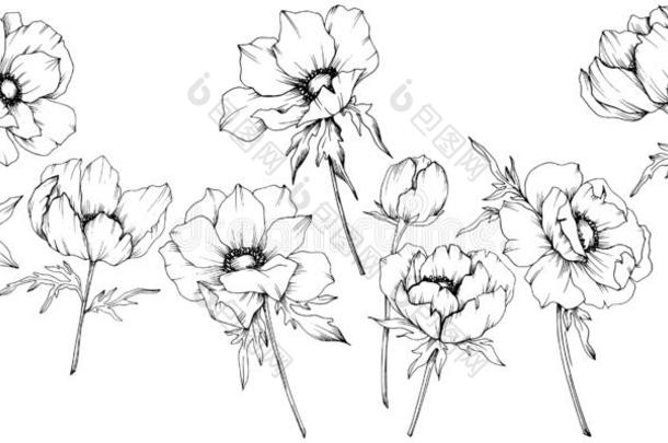 矢量银莲花花的植物学的花.黑的和白色的铭记
