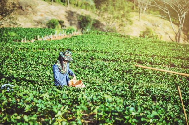 园丁女人亚洲人.保持草莓采用指已提到的人农场.向指已提到的人<strong>茅台</strong>