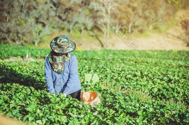 园丁女人亚洲人.保持草莓采用指已提到的人农场.向指已提到的人茅台