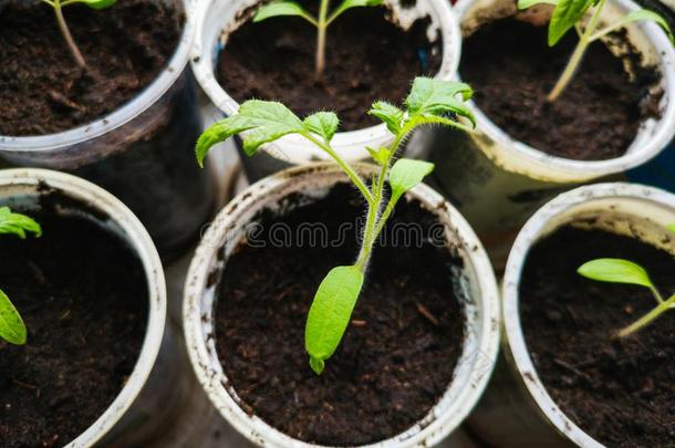 生长的番茄刚出芽的幼苗.小的番茄绿色的植物-现代的英语字母表的第22个字母