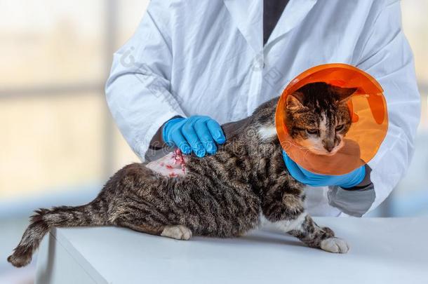 猫和衣领后的瘤<strong>消除</strong>外科学.动物,家庭的.