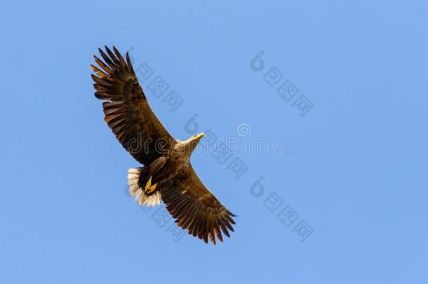 白色的有尾的鹰飞行的越过多瑙河希腊语字母表第四字母δ,罗马尼亚野生的鸟兽等英语字母表的第2个字母