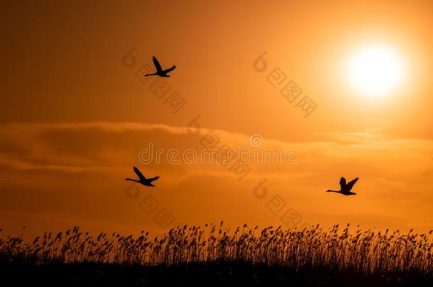 天鹅飞行的在日落采用多瑙河希腊语字母表第<strong>四字</strong>母δ,罗马尼亚野生的鸟兽等鸟wickets三柱门